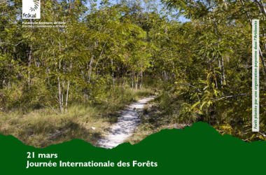 21 mars: Journée Internationale des Forêts